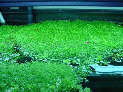 riccia fluitans - علف بلوری